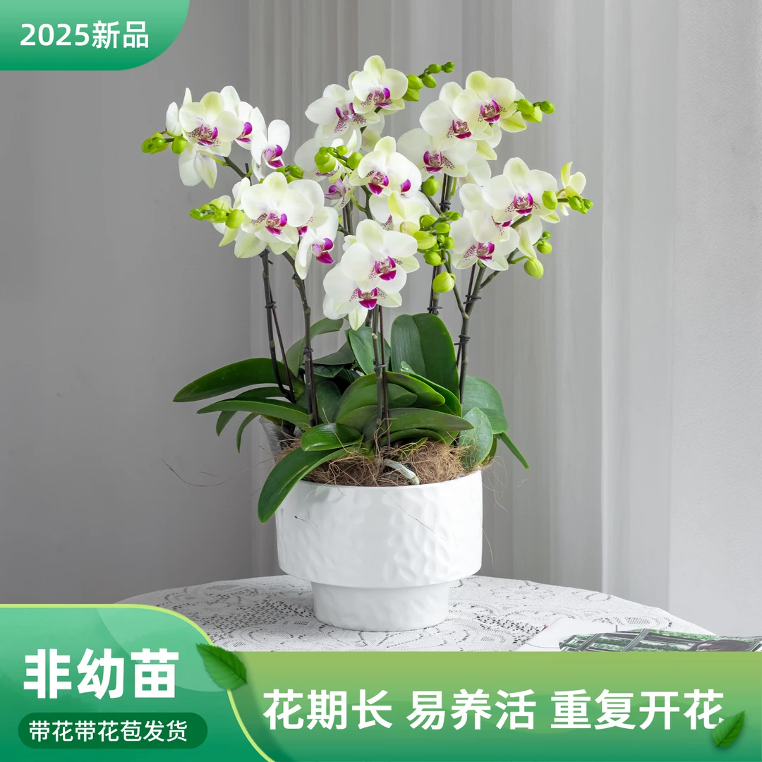 蝴蝶兰【绿熊】室内花卉盆栽带花客厅办公室绿植美观 鲜花净化