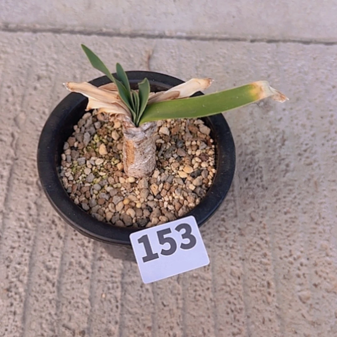 【闪购商品】天*块根植物