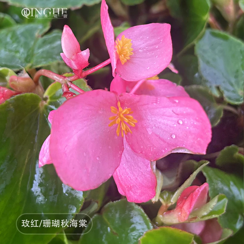 箐禾【大花海棠】多年生常绿花卉阳台庭院盆栽基地直发容易养护
