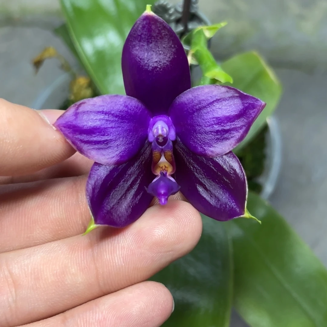 完全开放l367三寸ys1204大朵蜡质