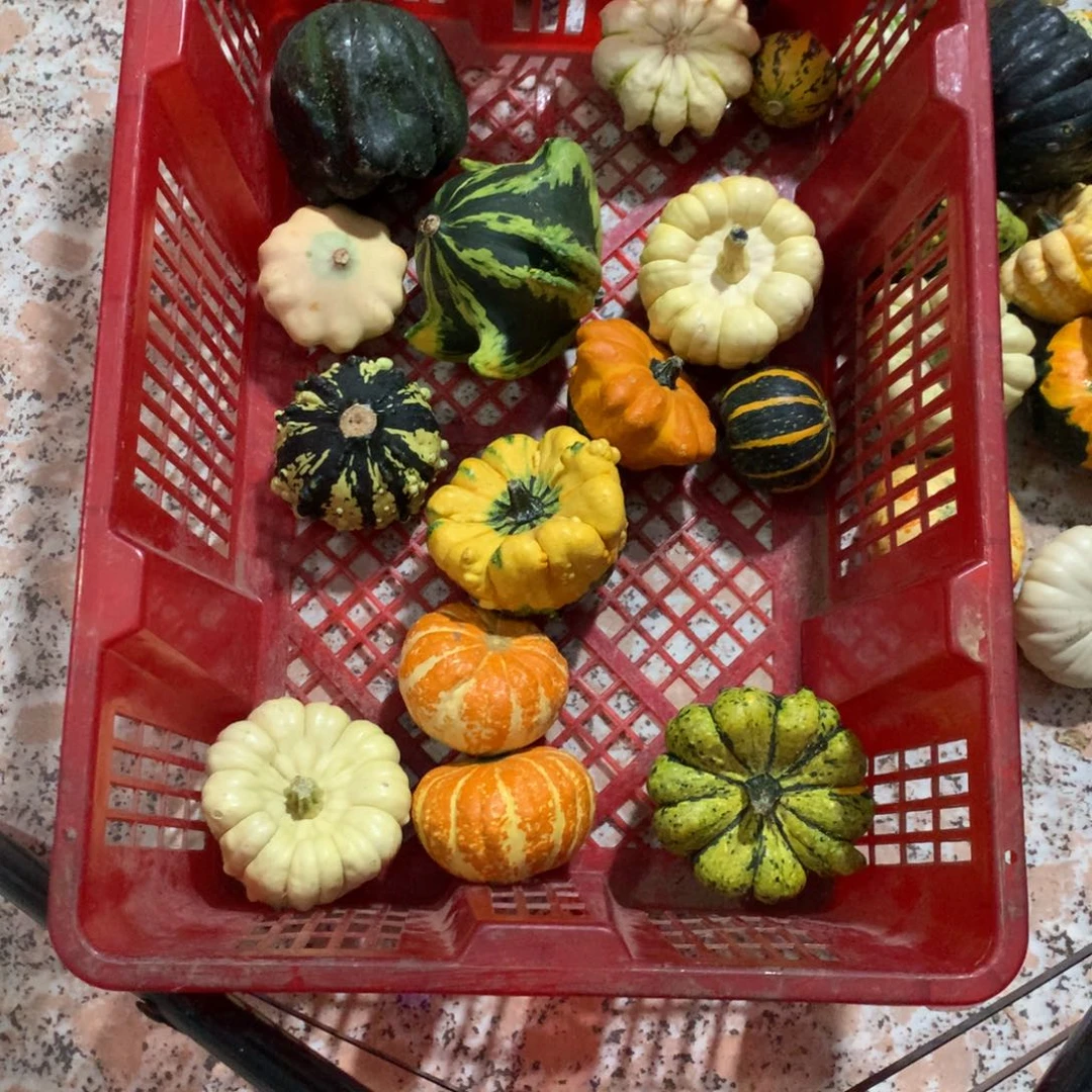 琼****物墨西哥葫芦！！！！！！