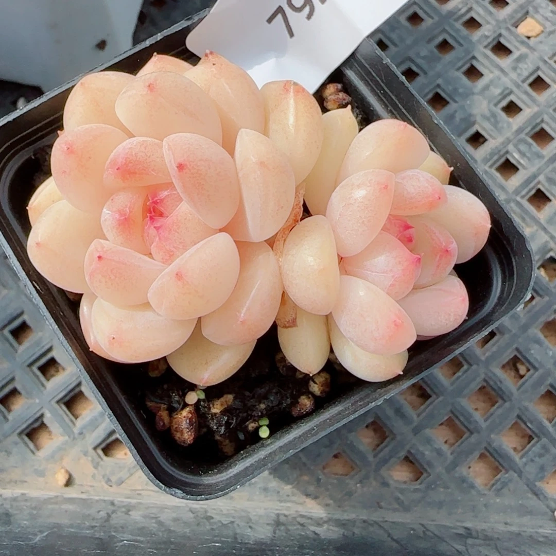 倾城珍妮，7920多肉植物