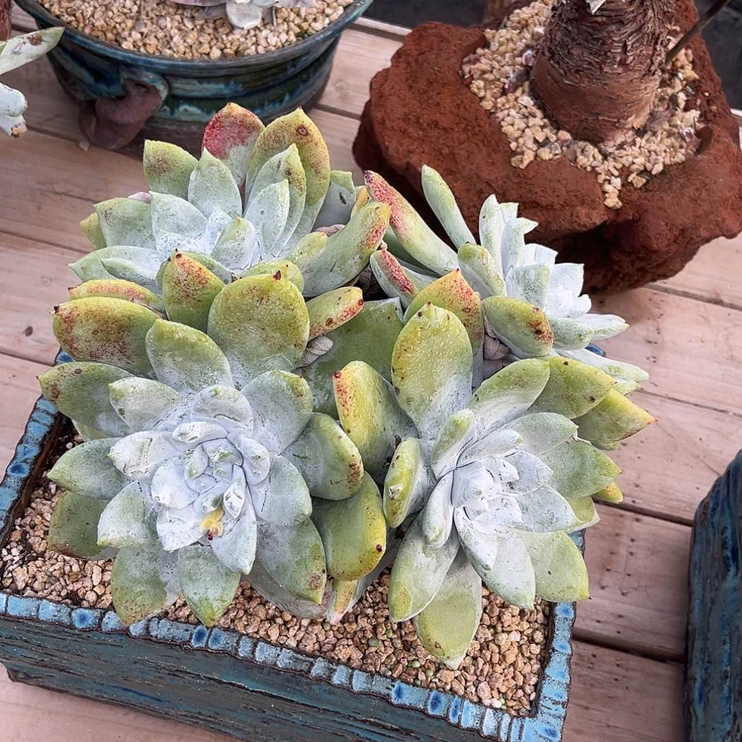 小鹿多肉一物一拍