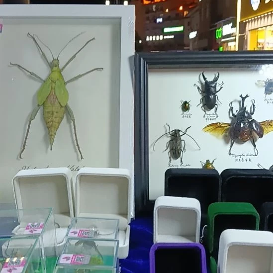 相框，甲虫，大虫。。。。。。