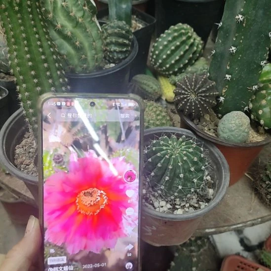仙人球彩草彩云带根带盆