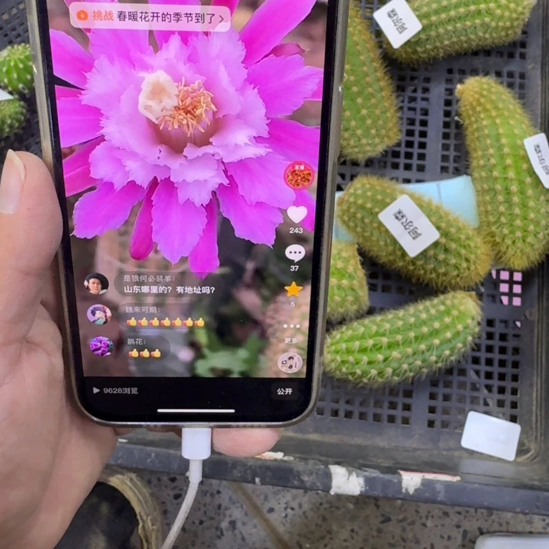 236金妞阿尔森歪无根侧牙6公分左右，20包邮