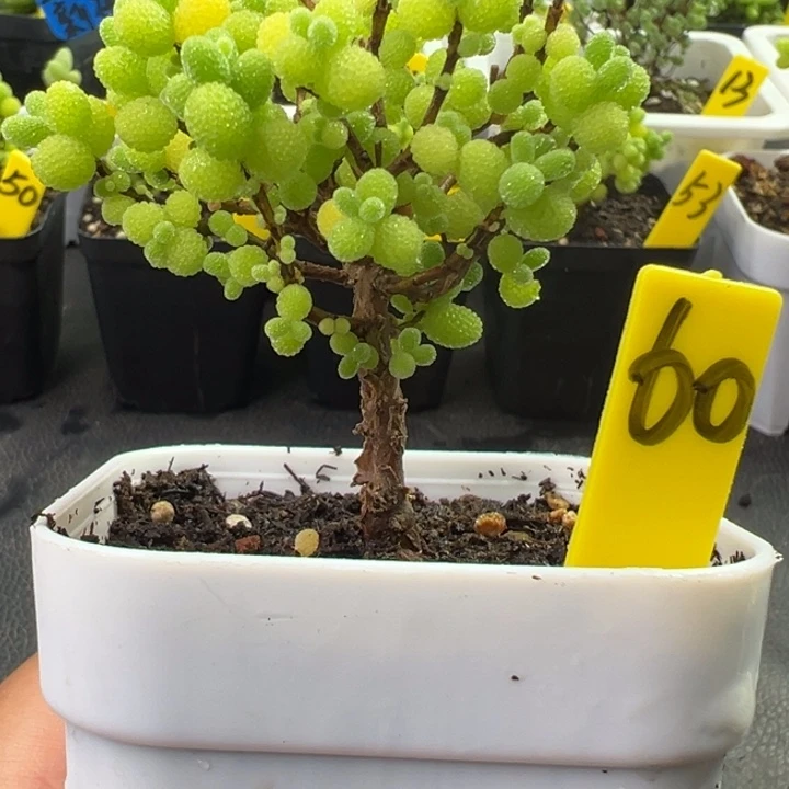 60号精控棒棒糖 一物一拍