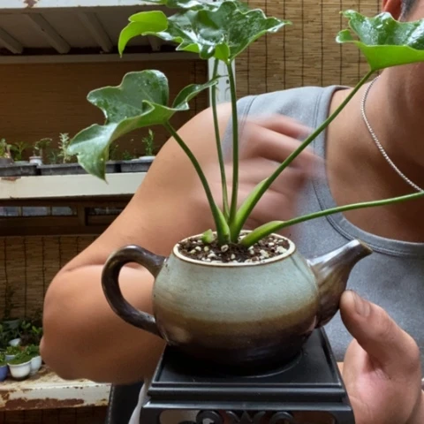 红陶一物一拍所见即所得179