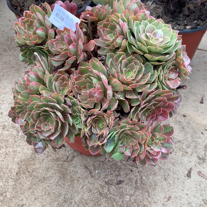 078斑斓多肉植物特价