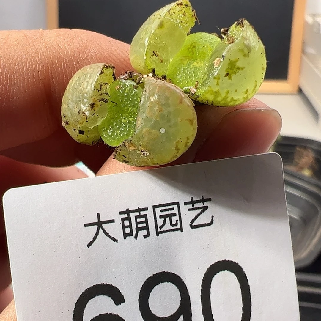 0000690一物一拍……