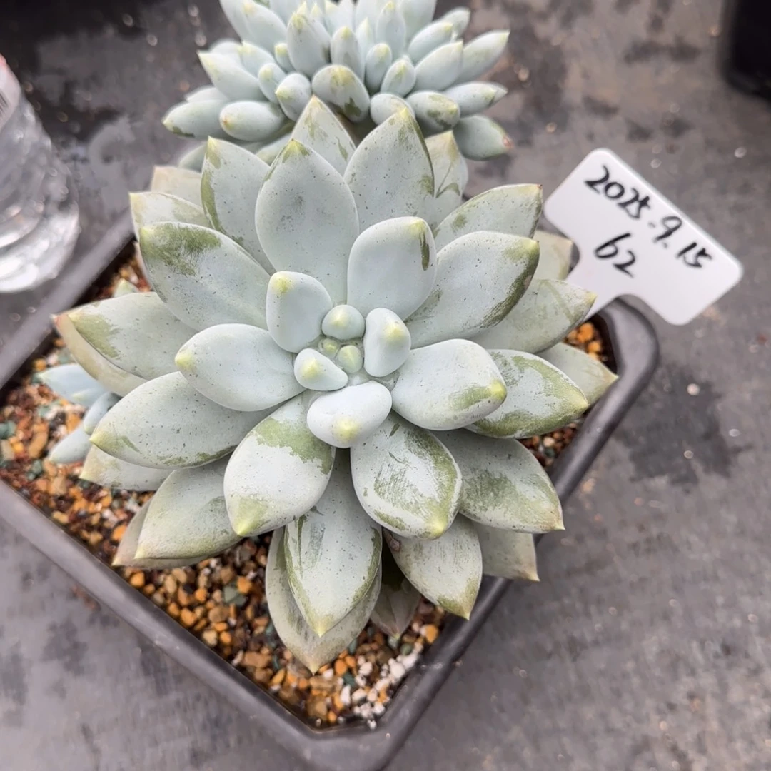 一物一拍超大超胖体哥特缀62