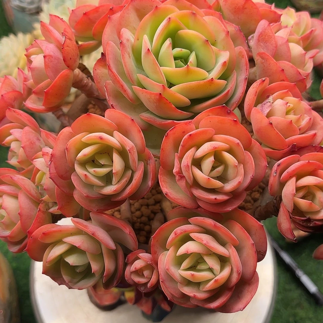 隆淇王子11111111111111111