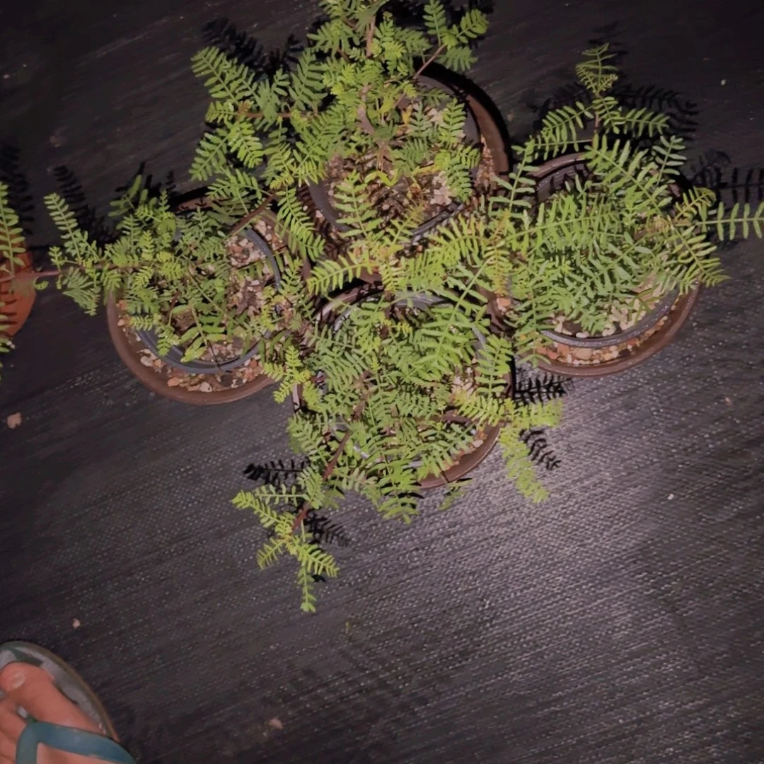 块根植物块根植物