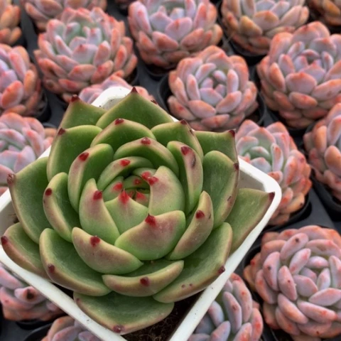 蓝龙。
