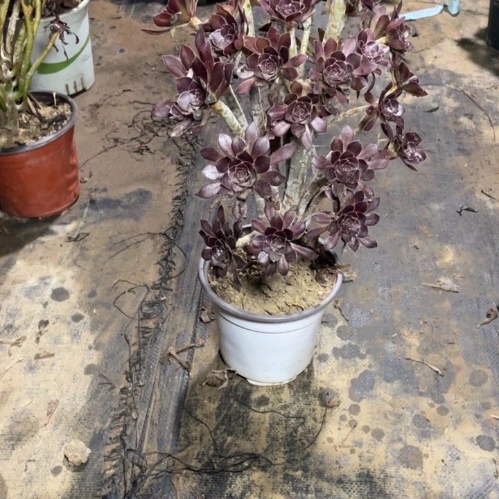 50黑法师多肉多肉植物