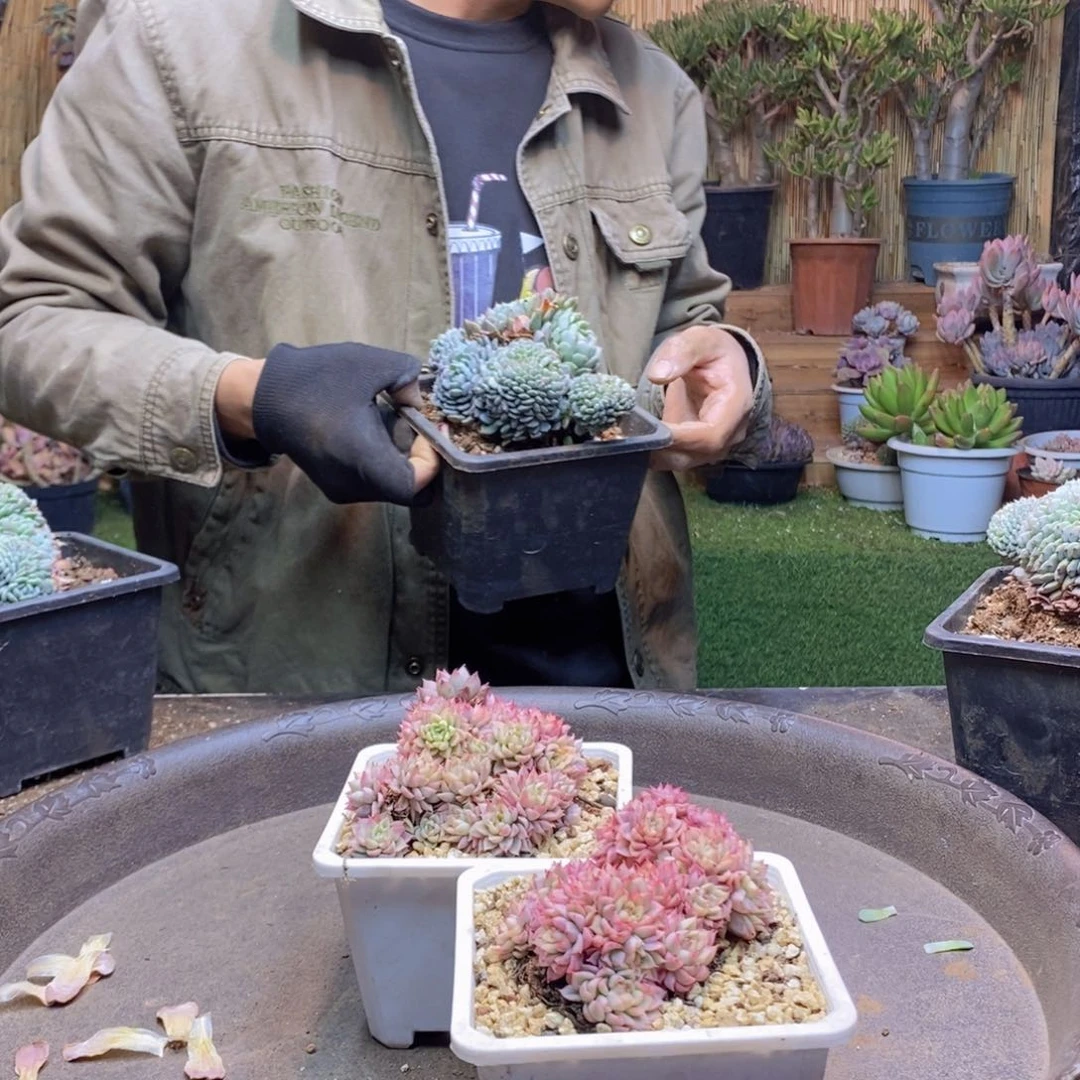 乾***、A191号女雏锦两颗