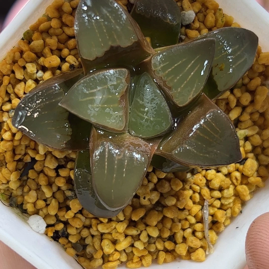 Mbb6512十二卷多肉植物