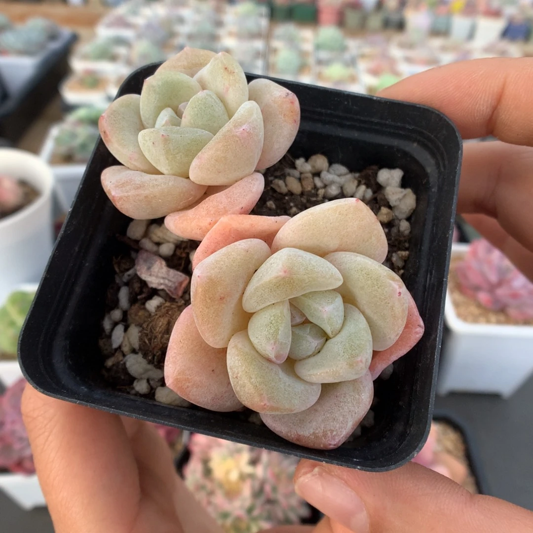 双头橘粉冰玉石化多肉