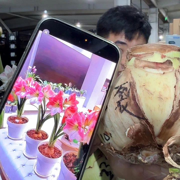 樱花直径10厘米裂纹