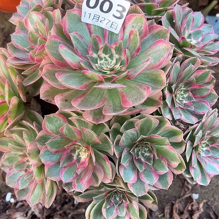 11.27-3云河多肉植物1