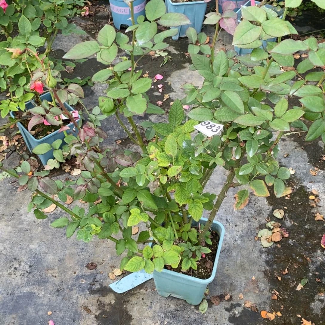 完全开放983玫瑰橙色之光原盆