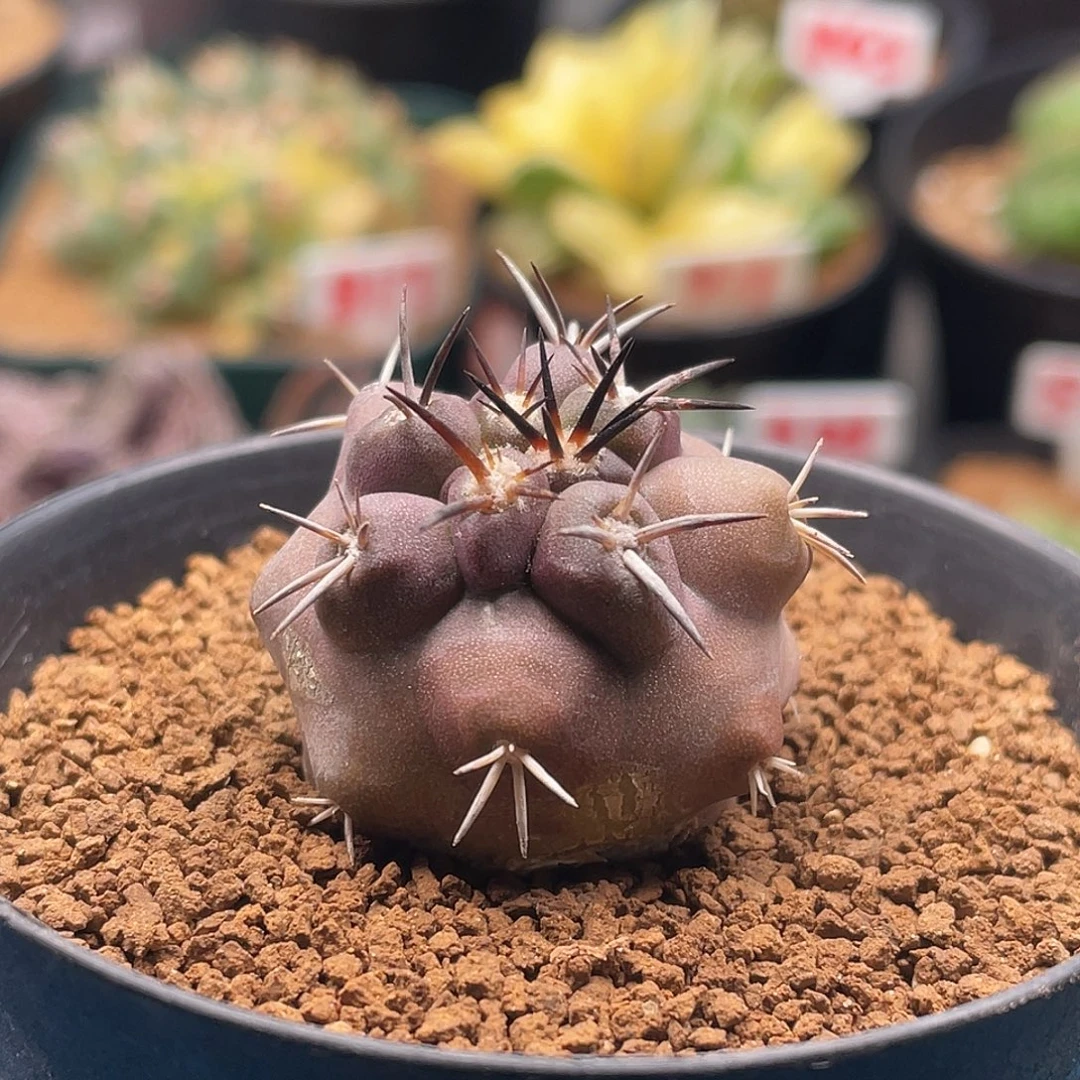 实生紫皮龙爪杜拉丸的仙人球