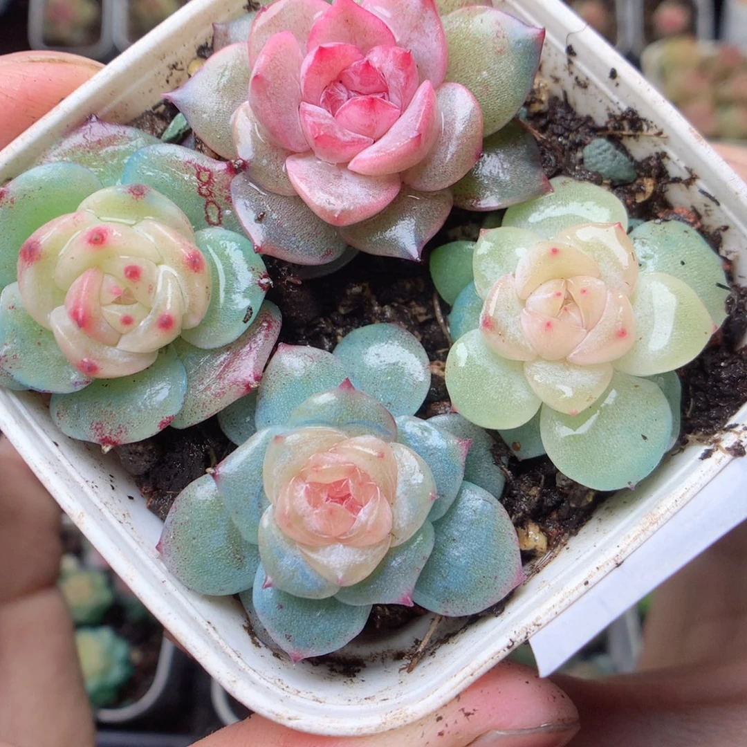 无花朵Q6。yyyyyyyyy