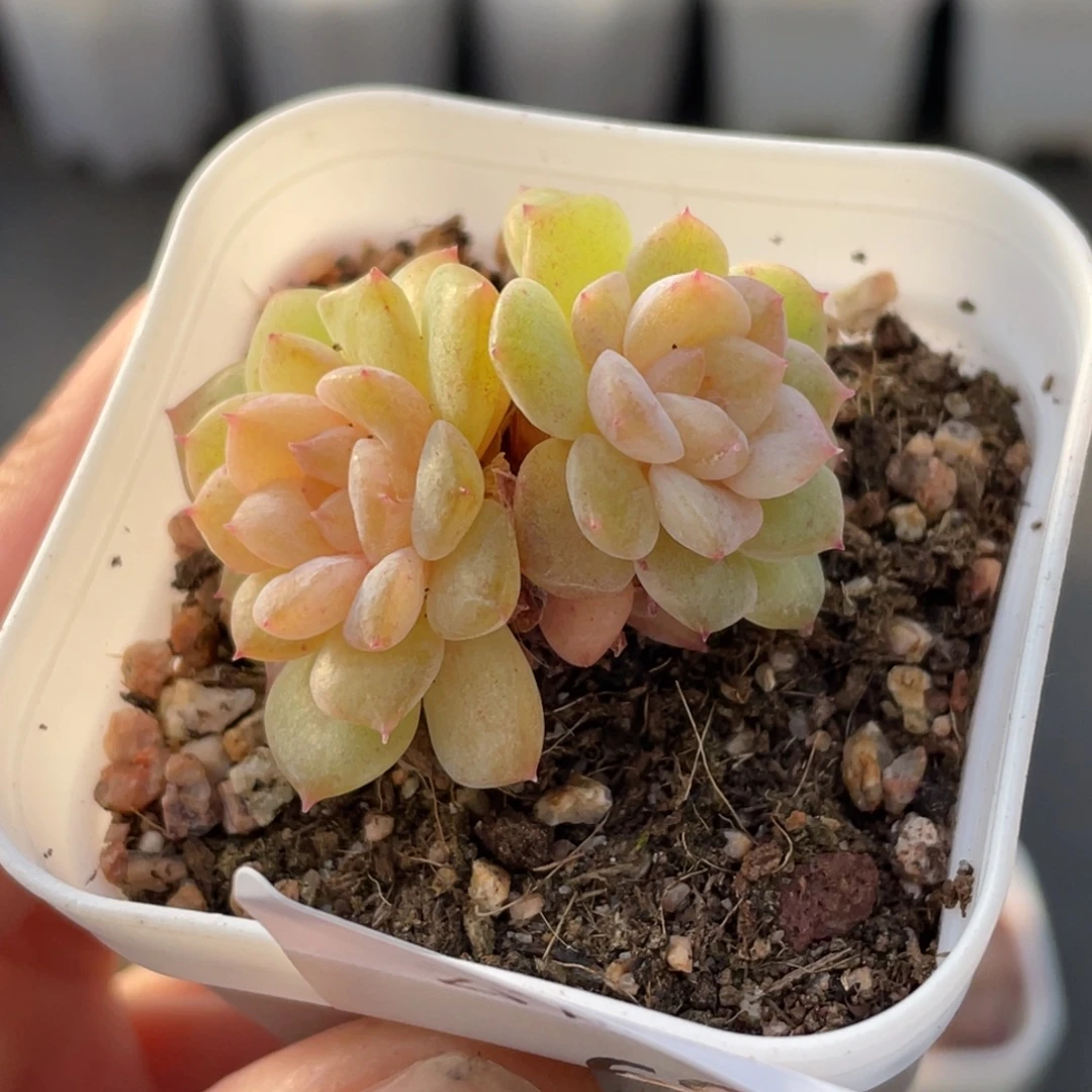 695号糖心冰心珍妮