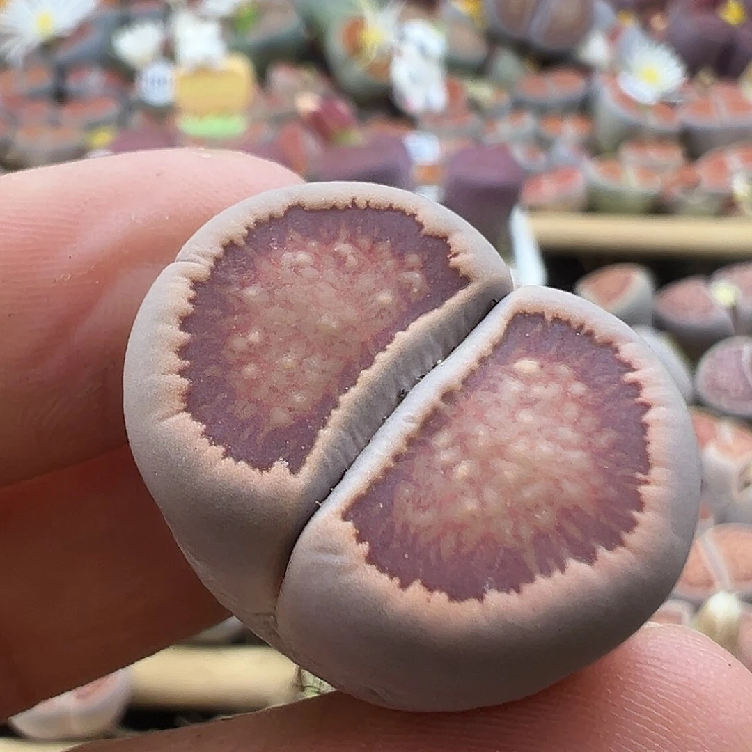 1635美菊福利炸了