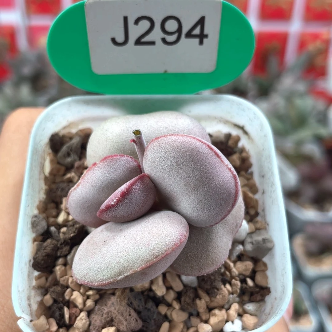 白肌红蛋。     294。