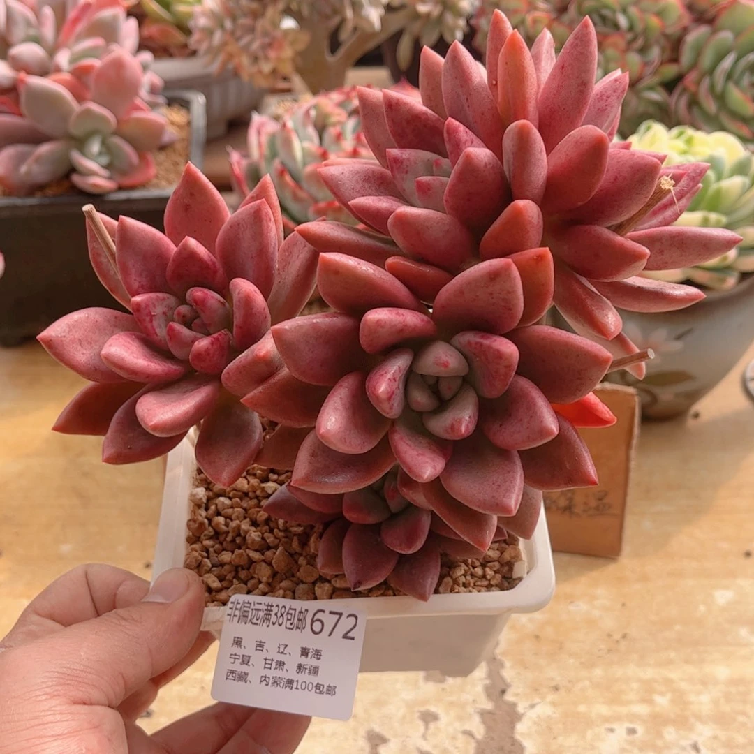 672桃花源缀德华