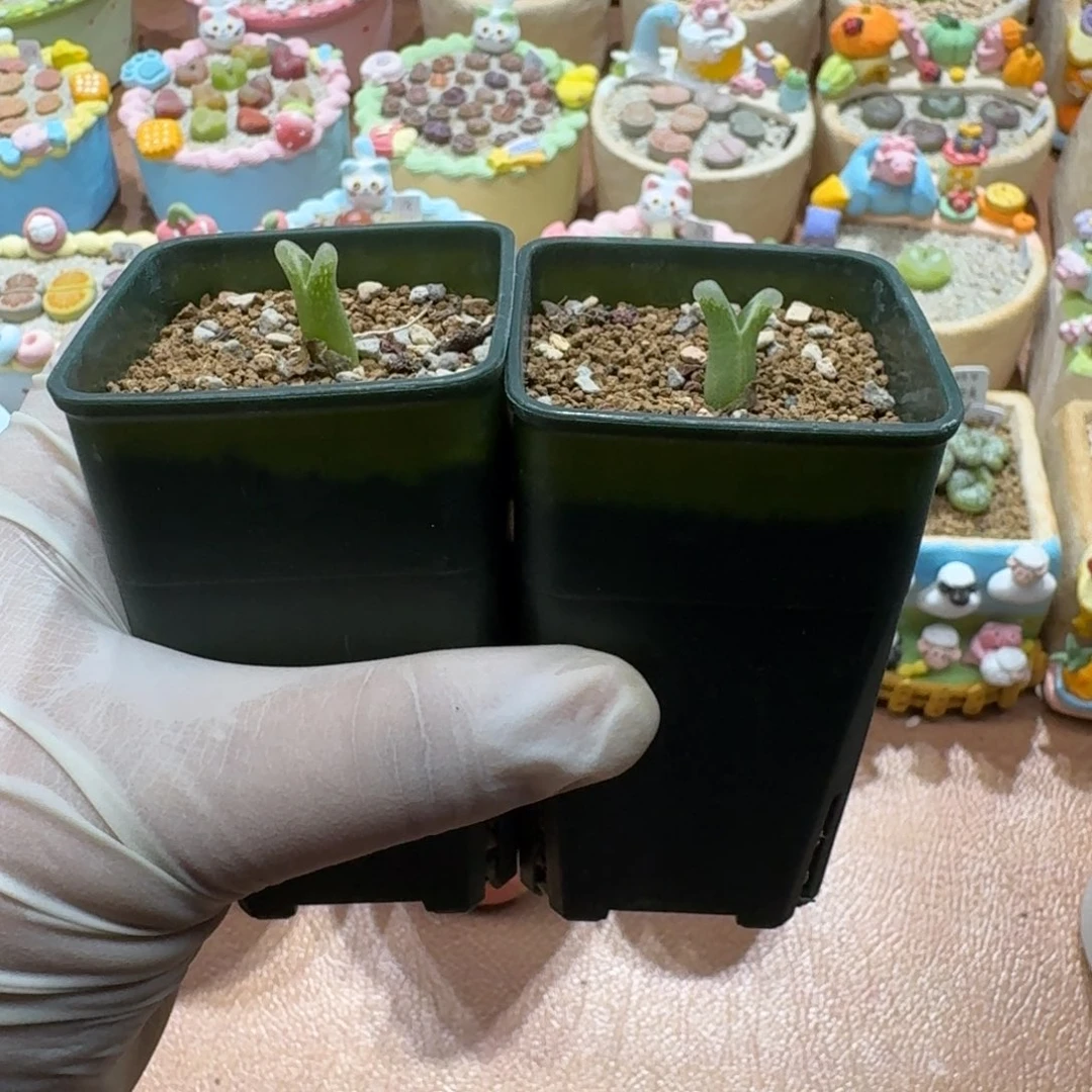 ****呀1207-032冰渣王者肉锥肉锥