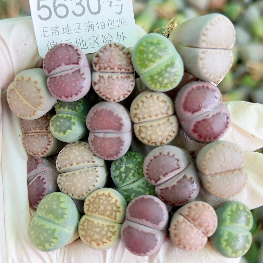 5630四年彩饼干20个1.5cm左右打包处理