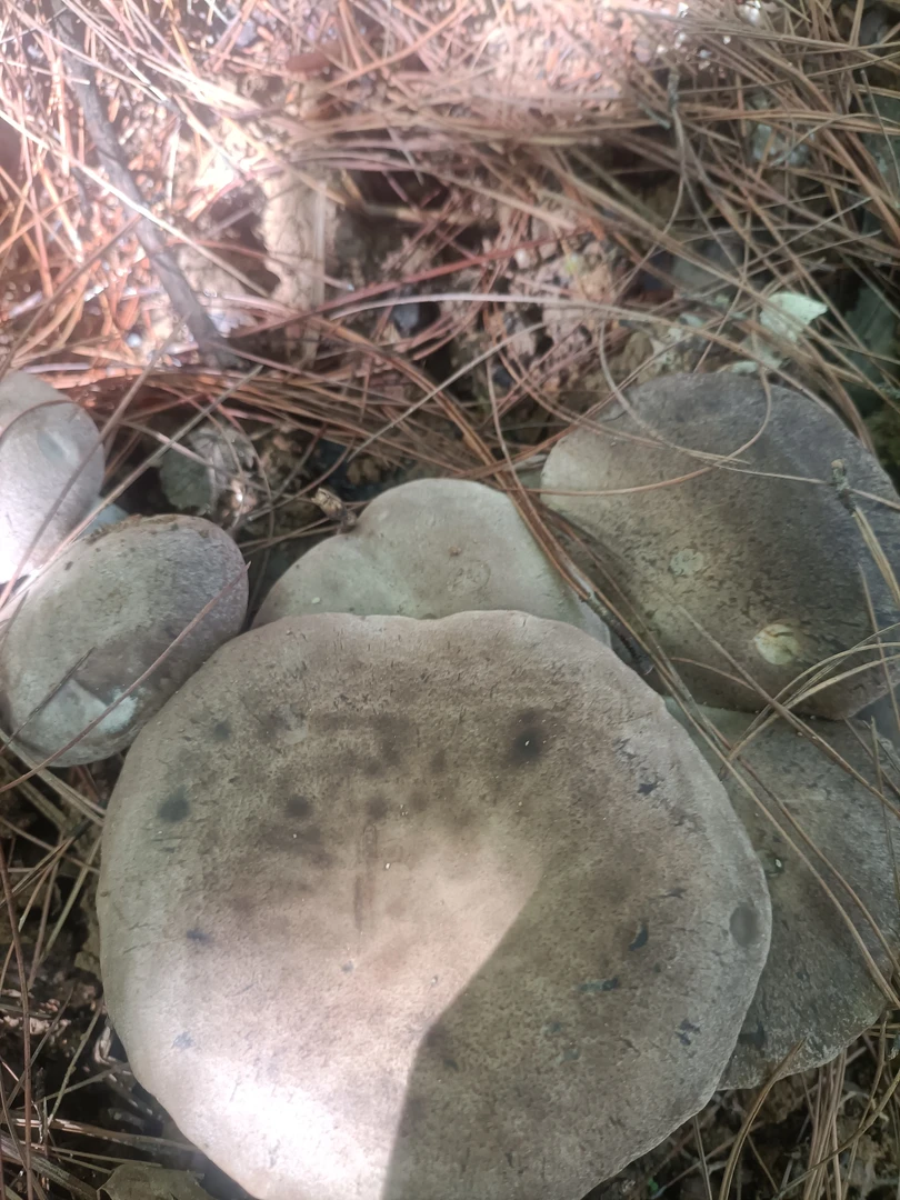 肉厚爽滑新鲜香菇采摘菌菇可用于煲汤火锅的蔬菜