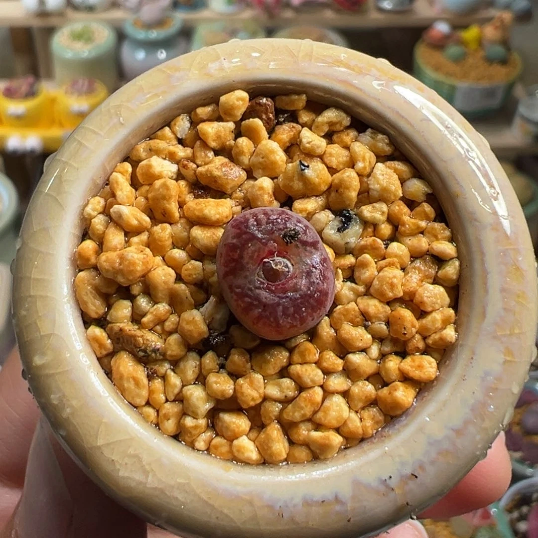 多肉植物186号毛变异