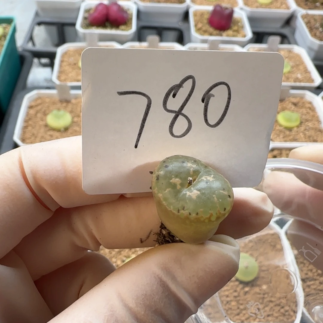 ?****里多肉多肉多肉2025-780遇见