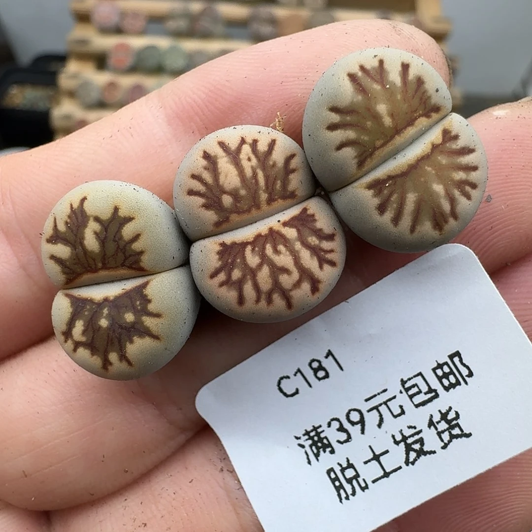 181多肉哈哈哈哈哈哈哈
