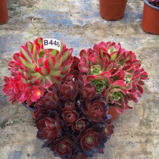 淡**笑法师多肉植物446