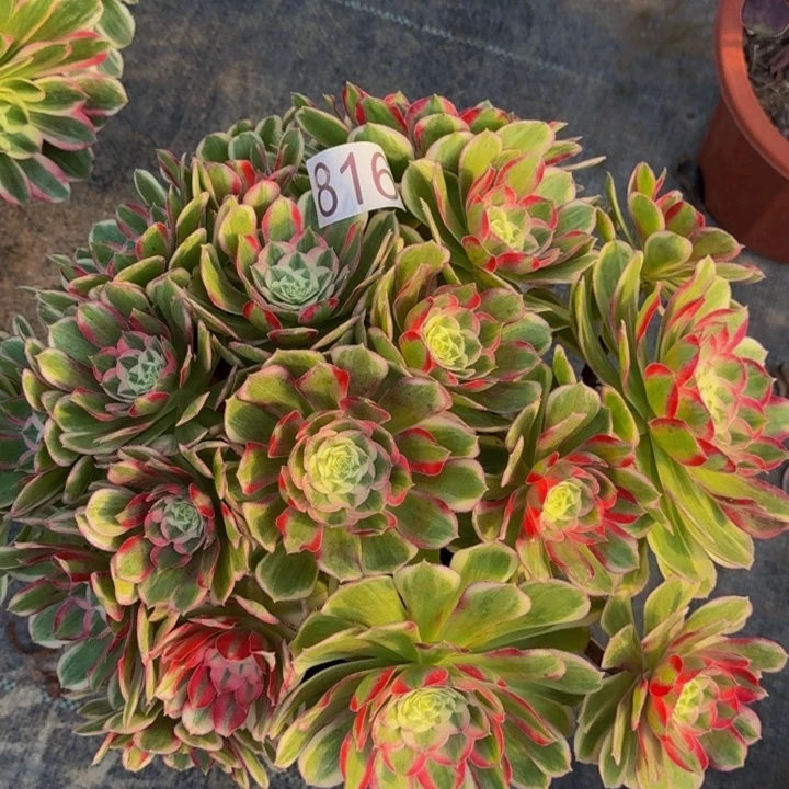 0000000000816孔雀翎