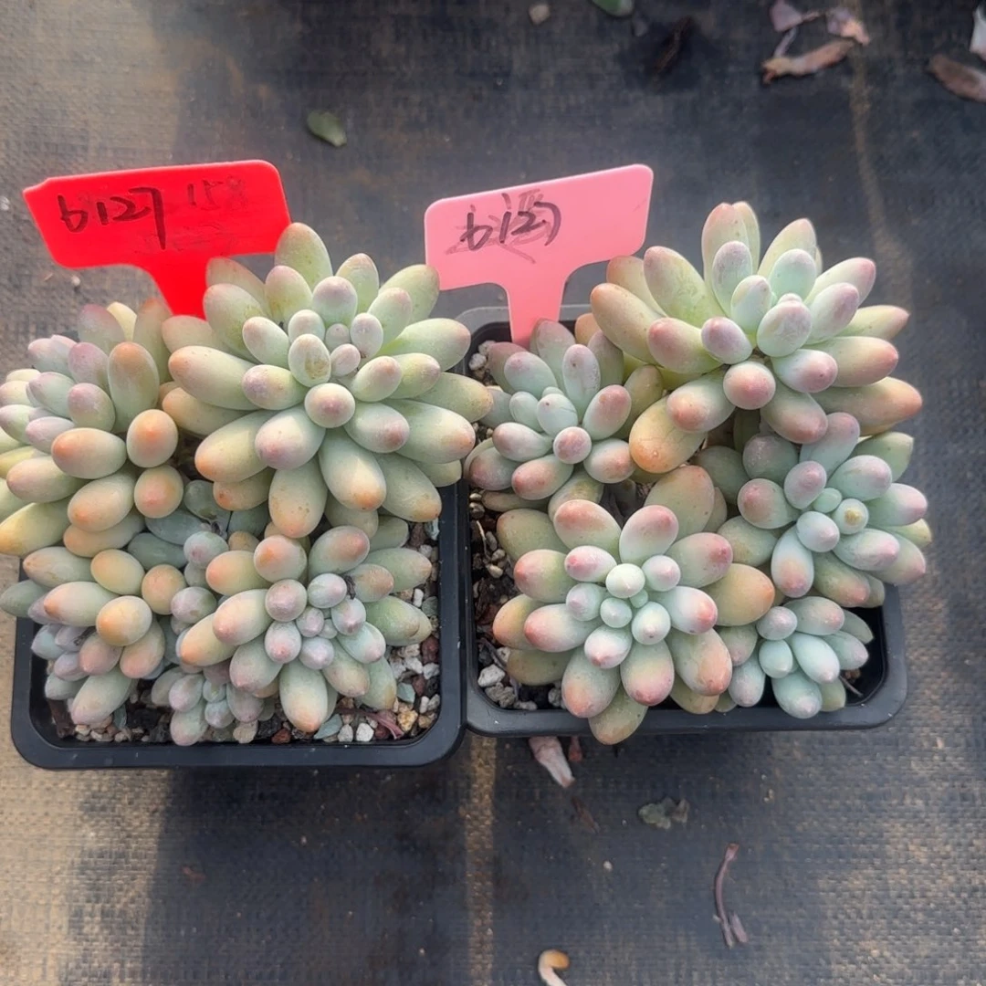 用***7汤圆老桩多肉五十包邮