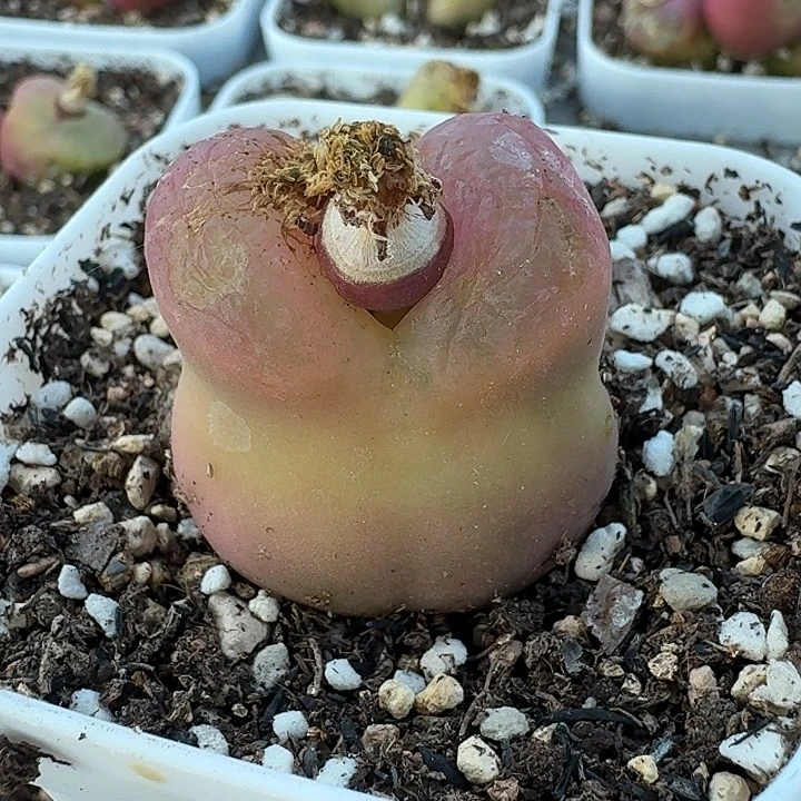 老马生石花毛毛888
