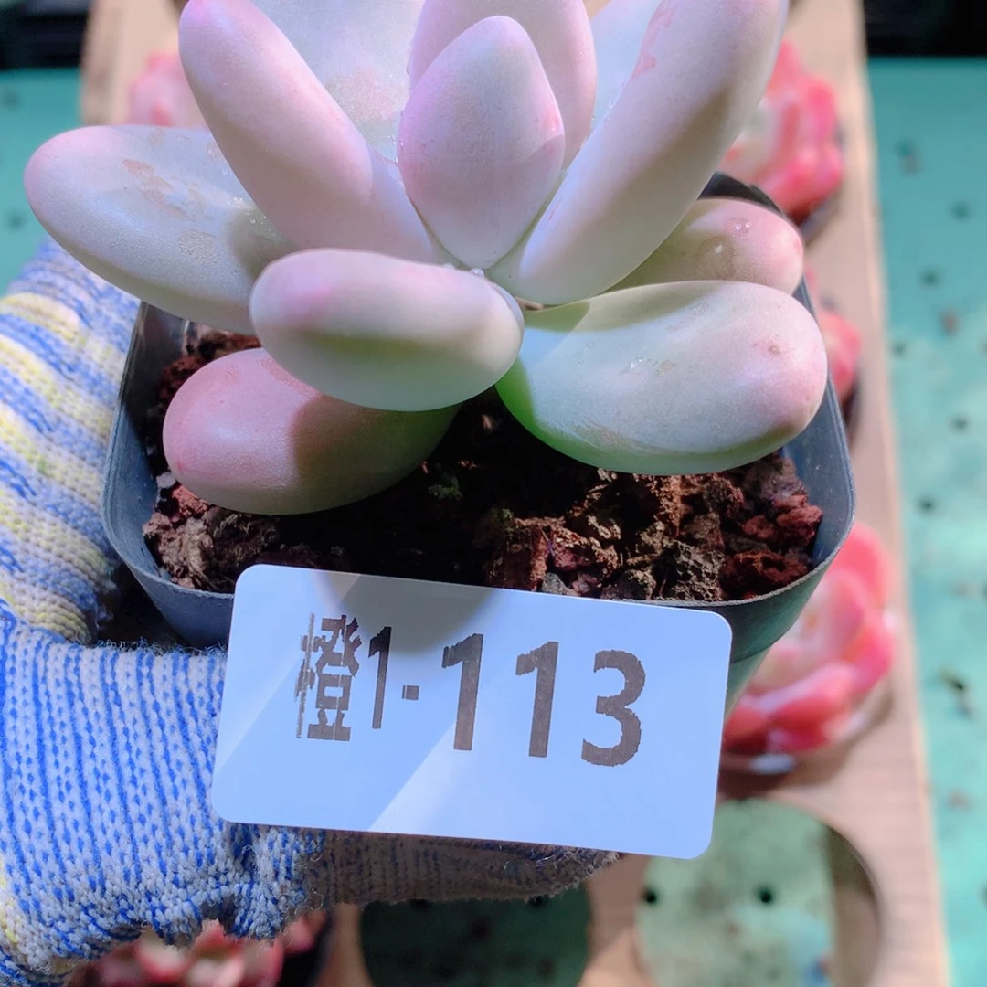 1-113一物一拍多肉带盆1颗