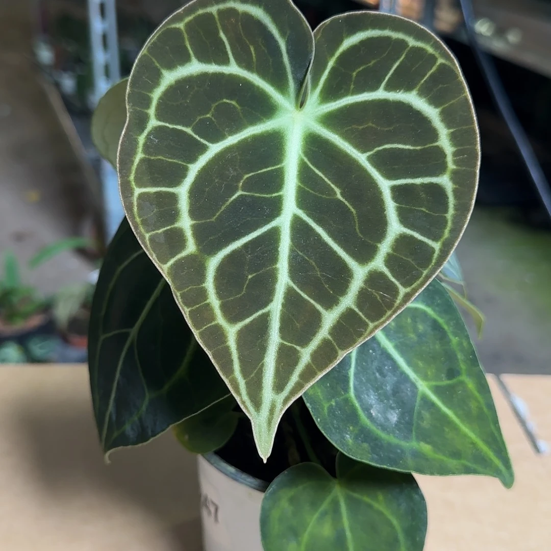 完全开放D247克莱恩