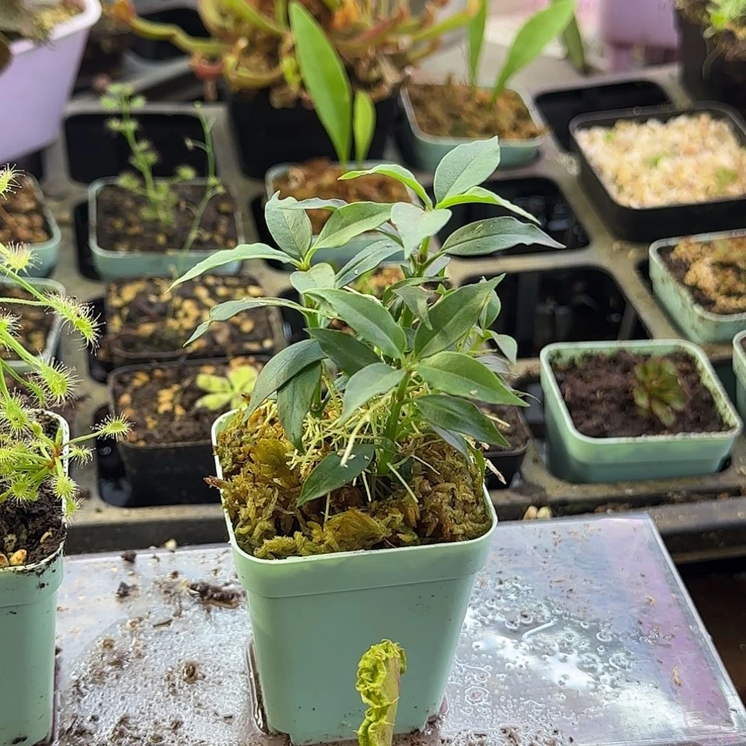 完全开放RC蚁栖木