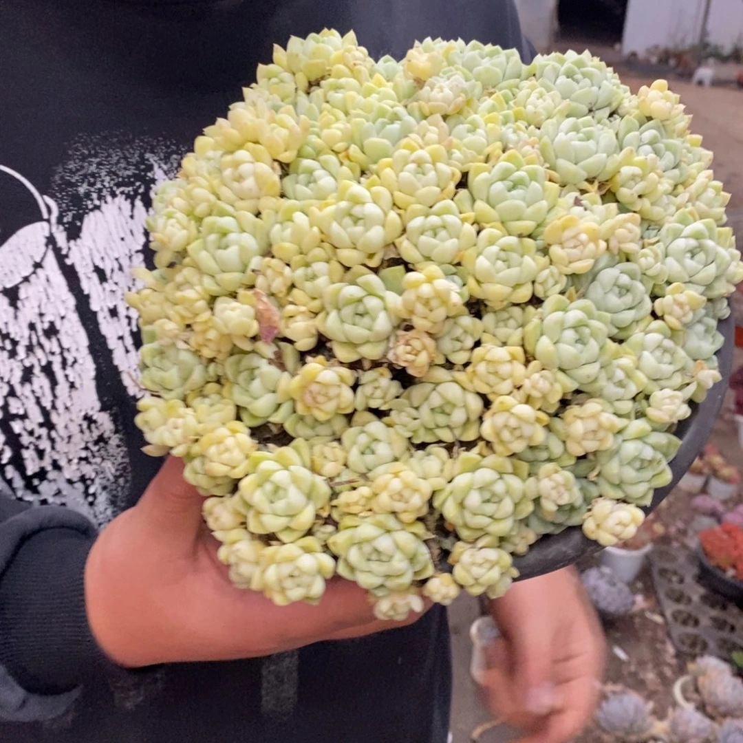 厚叶月影大盆整桩带盆土