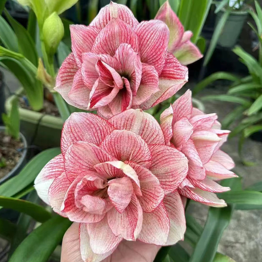 S孤挺花园 图腾 裸球