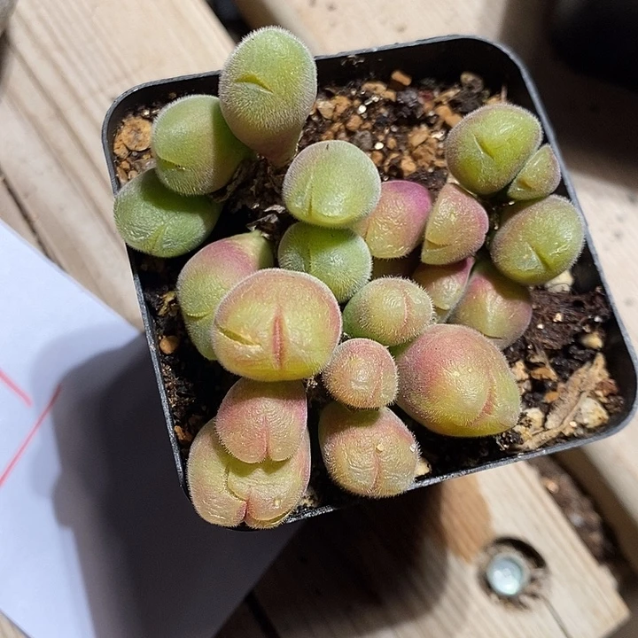 3309。  一组毛翠滴。