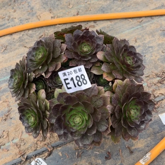 188万拉丝不包断枝