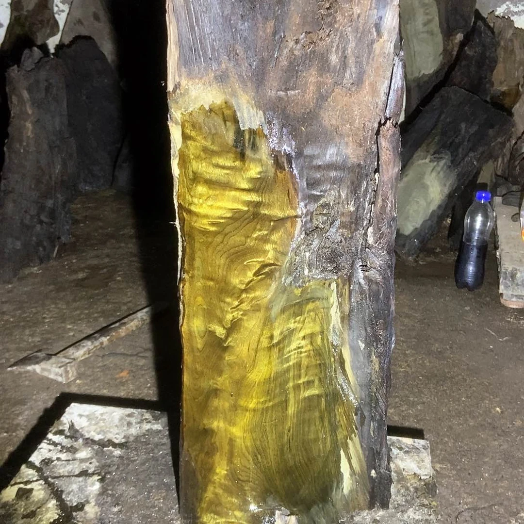 平***头金丝楠阴沉木毛料