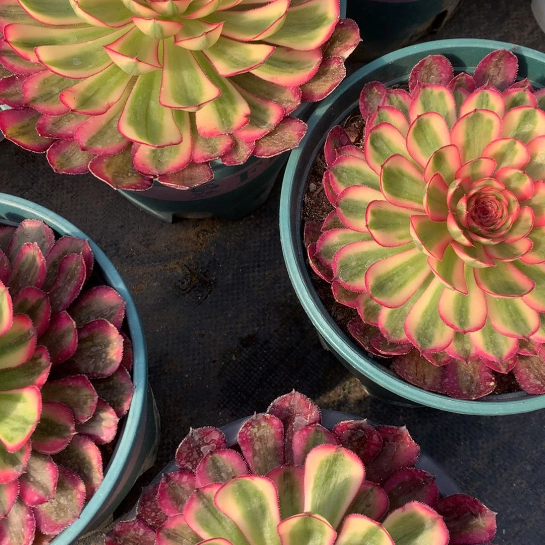 紫砂茶杯白月光单头6.8